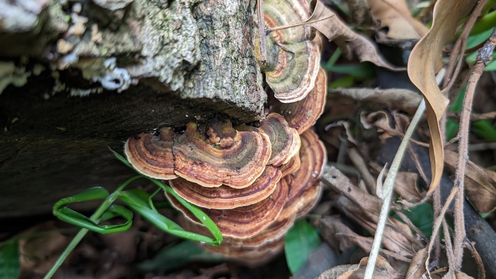 Microporus affinis · June 2024 · photo: © atsushi_nakajima_cirque (iNaturalist, cc-by)
