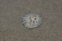 Scutellastra peronii