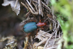 Brachinus crepitans