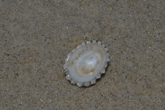 Scutellastra peronii