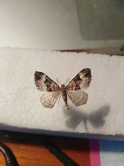 Xanthorhoe biriviata