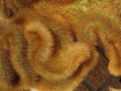 Cleistocactus winteri