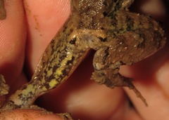 Leptodactylus leptodactyloides