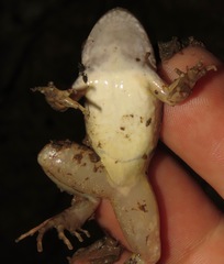 Leptodactylus leptodactyloides
