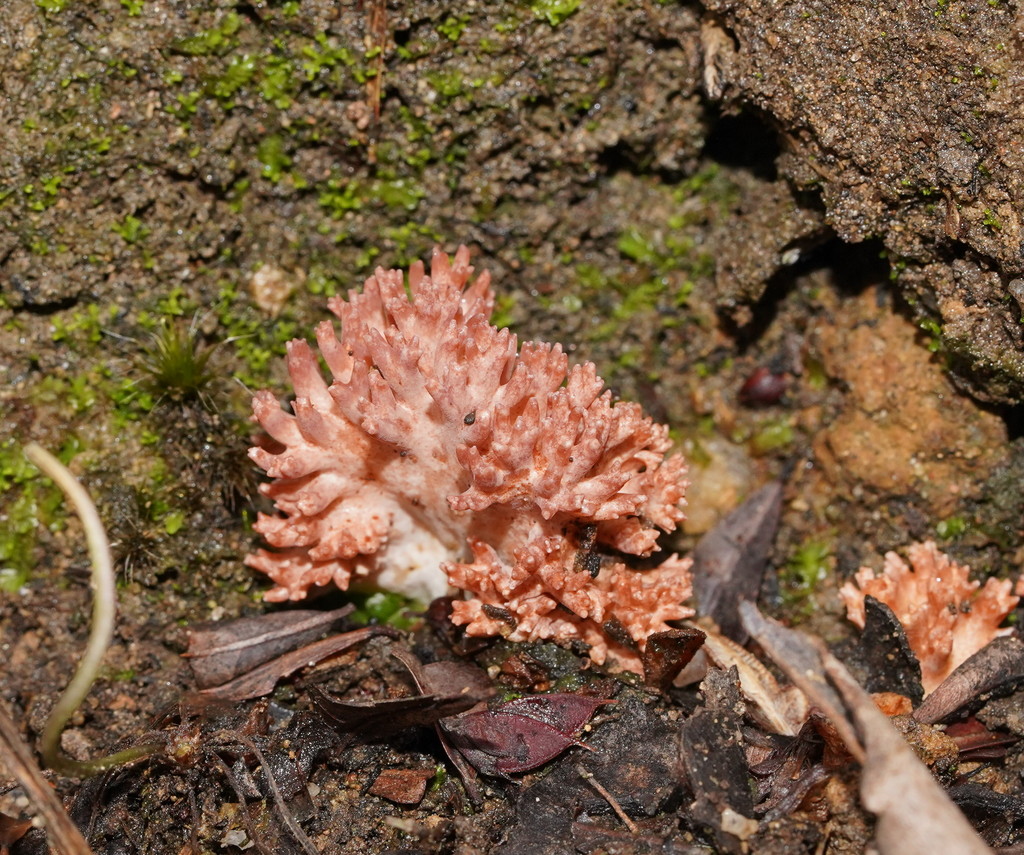 Ramaria australiana