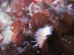 Aeolidia