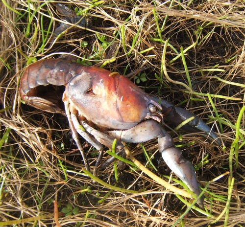 Geocharax tasmanicus
