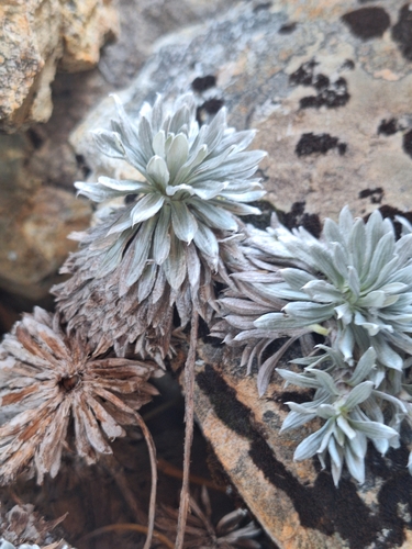 Image of Hector's Daisy (Celmisia hectorii) by (c) Oscar Dove, some rights reserved (CC BY)