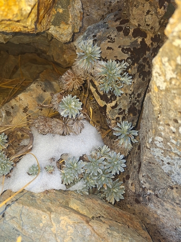 Image of Hector's Daisy (Celmisia hectorii) by (c) Oscar Dove, some rights reserved (CC BY)