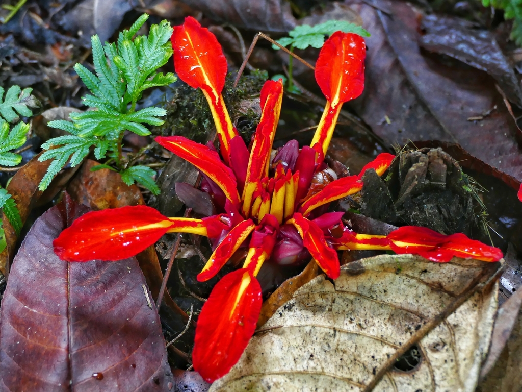 Etlingera punicea