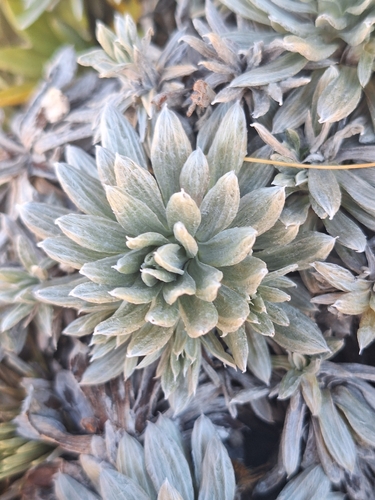 Image of Celmisia hectorii by (c) Oscar Dove, some rights reserved (CC BY)