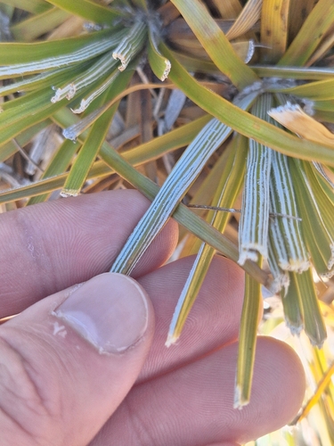 Image of Celmisia lyallii by (c) Oscar Dove, some rights reserved (CC BY)