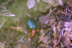 Brachinus crepitans