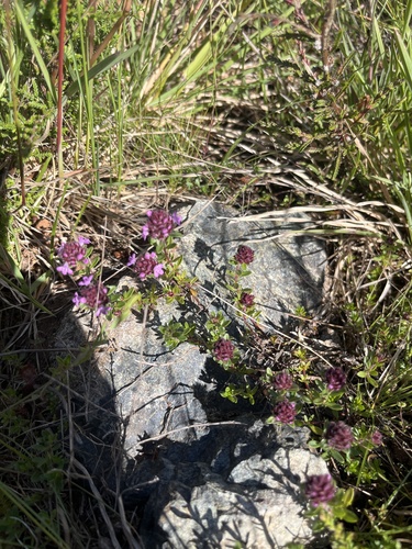 Thymus longicaulis, photograph 4