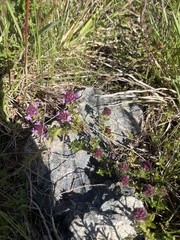 Thymus longicaulis, photograph (c) Daniel Castanhal García, some rights reserved (CC BY)