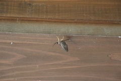 Ephemeroptera