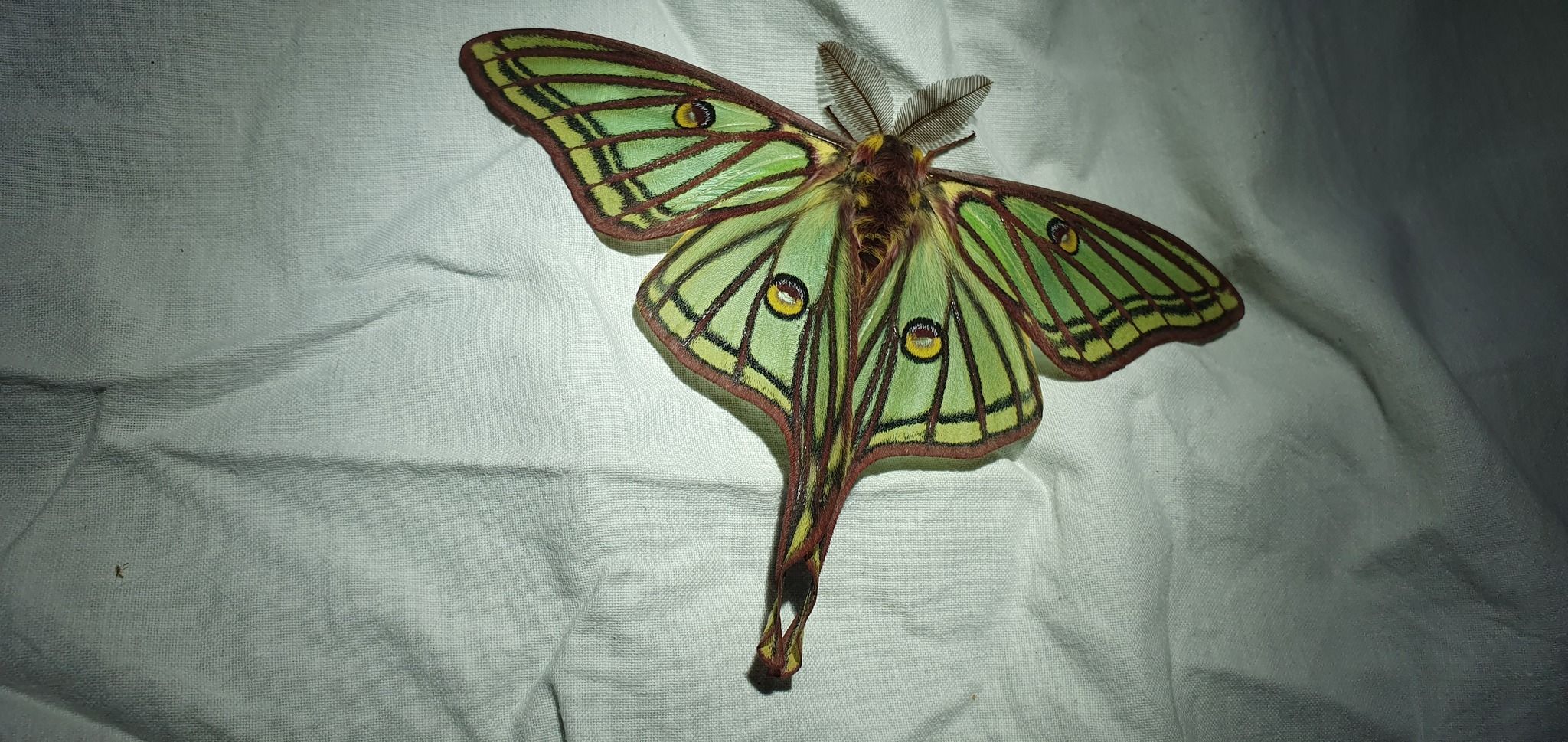 Graellsia isabellae