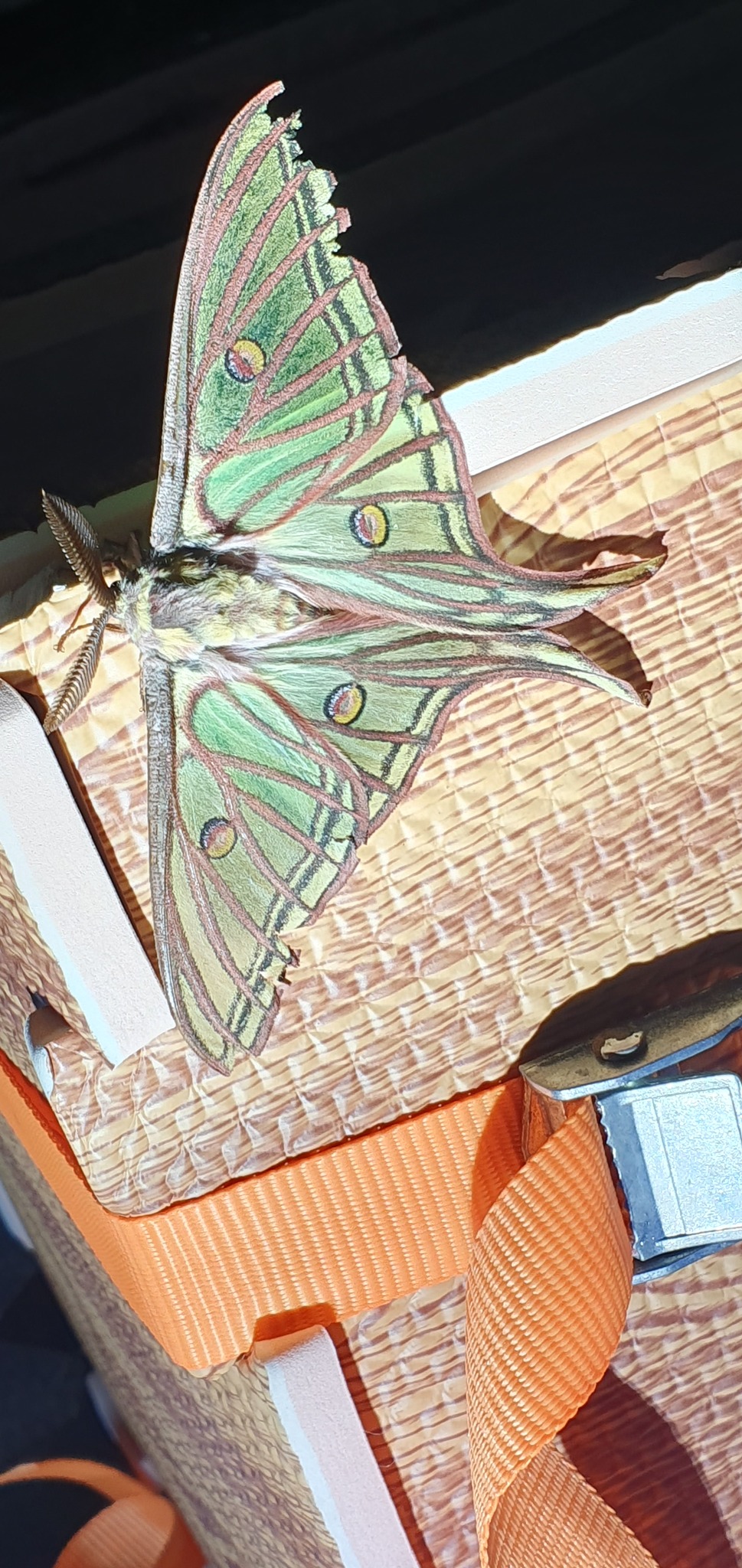Graellsia isabellae