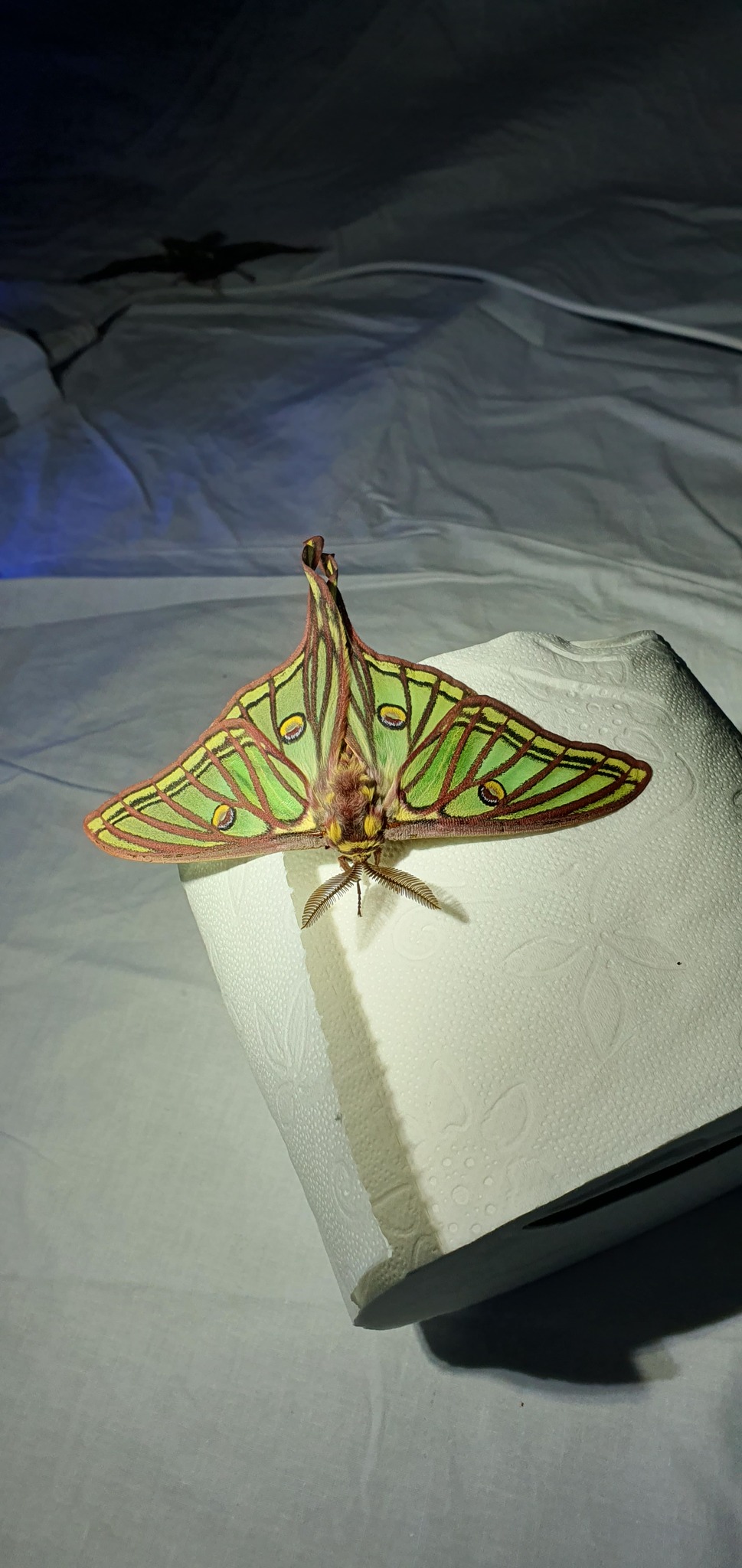 Graellsia isabellae