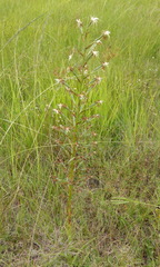 Habenaria nyikana