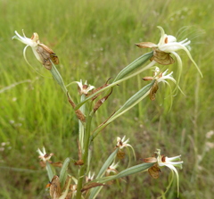 Habenaria nyikana