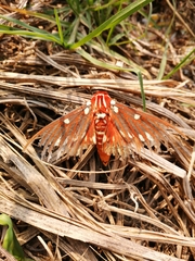 Citheronia