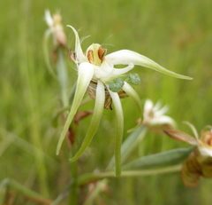 Habenaria nyikana