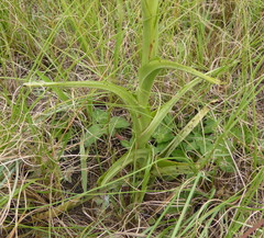 Habenaria nyikana