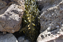 Phyllospora comosa