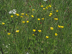 Ranunculus neapolitanus