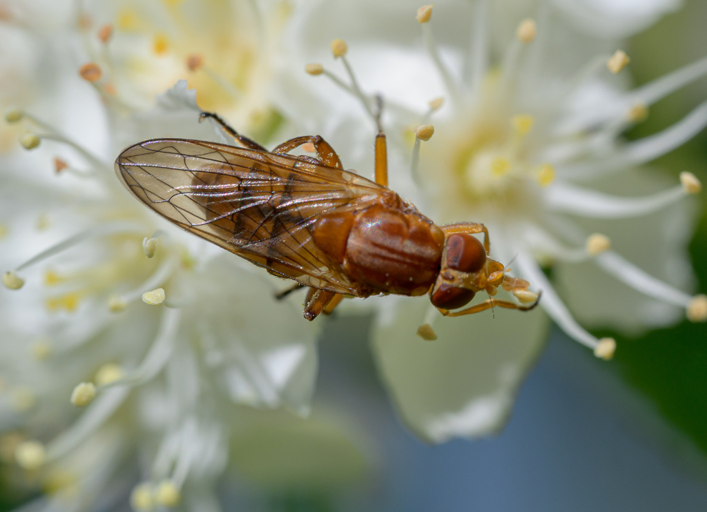 Brachyopa testacea
