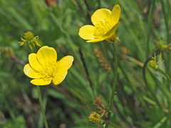 Ranunculus neapolitanus