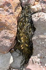 Phyllospora comosa