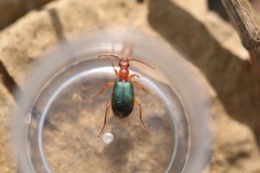 Brachinus crepitans