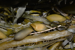 Phyllospora comosa