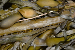 Phyllospora comosa