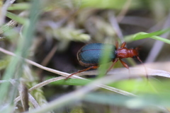 Brachinus crepitans