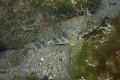 Frillfin Goby photo 3