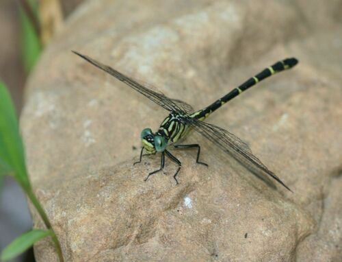 Interior Least Clubtail photographed in Arkansas