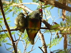 Mariana Fruit-Dove photo 5