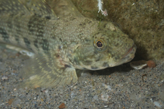 Frillfin Goby photo 5