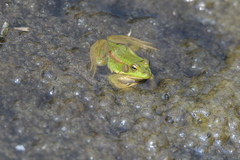 Pelophylax chosenicus