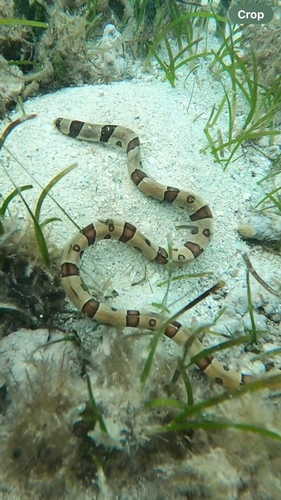 Harlequin Snake Eel (Myrichthys colubrinus)