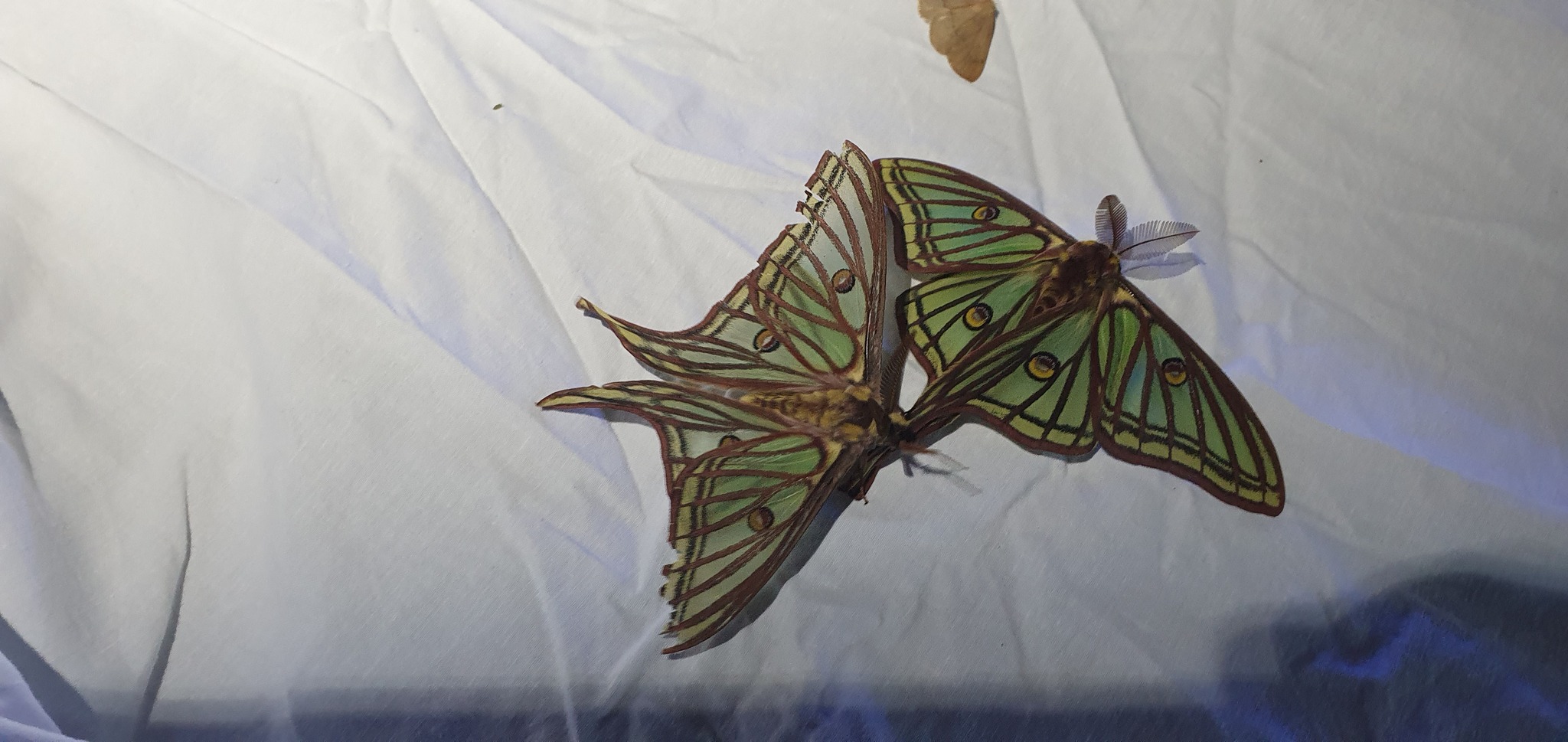 Graellsia isabellae