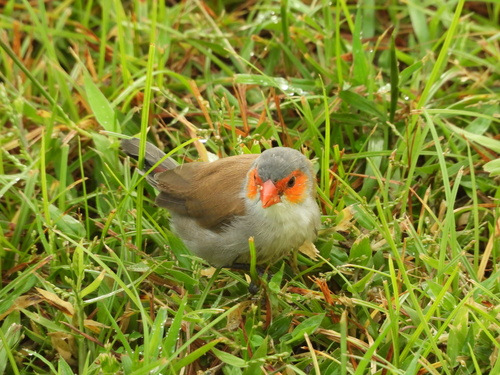 Estrilda carinaranja (Estrilda melpoda)