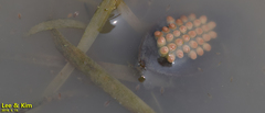 Appasus japonicus
