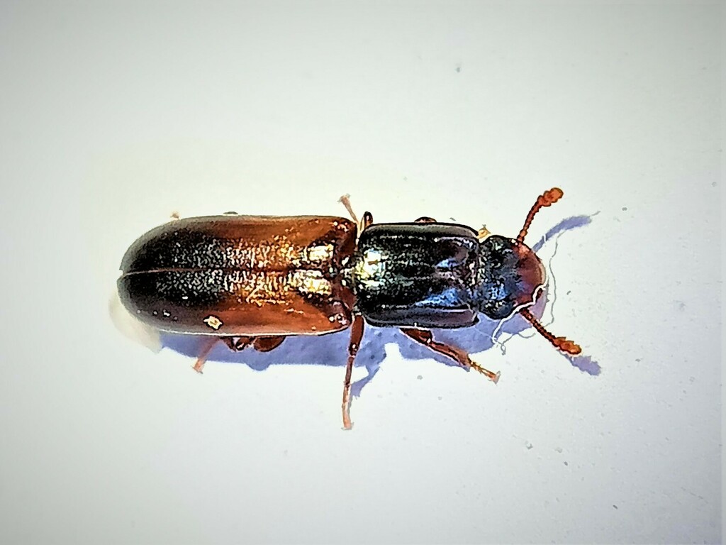 Aulonium ruficorne