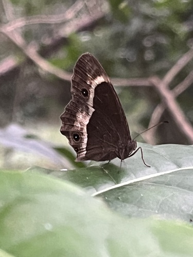 Bicyclus aurivillii