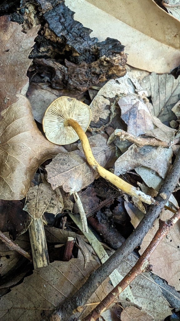 Calocybe musashiense
