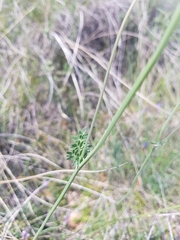 Thalictrum tuberosum